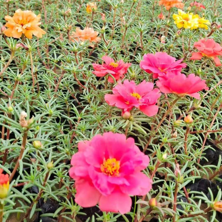 How do you plant herb seeds