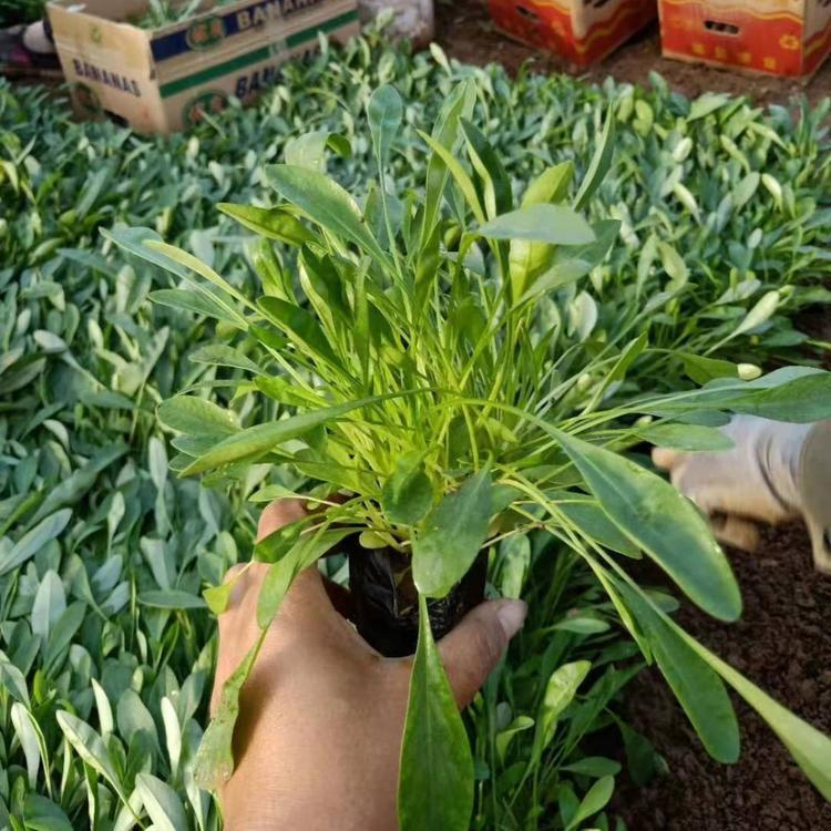 How do you plant herb seeds