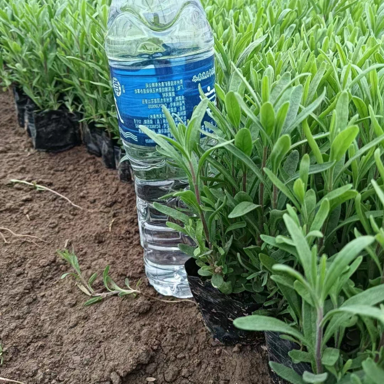 How do you plant herb seeds