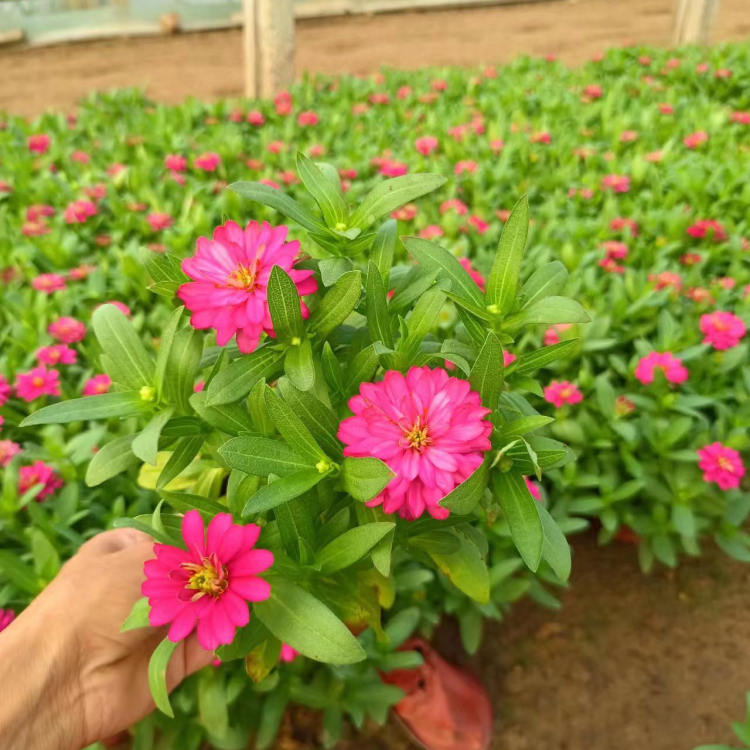 How do you plant herb seeds