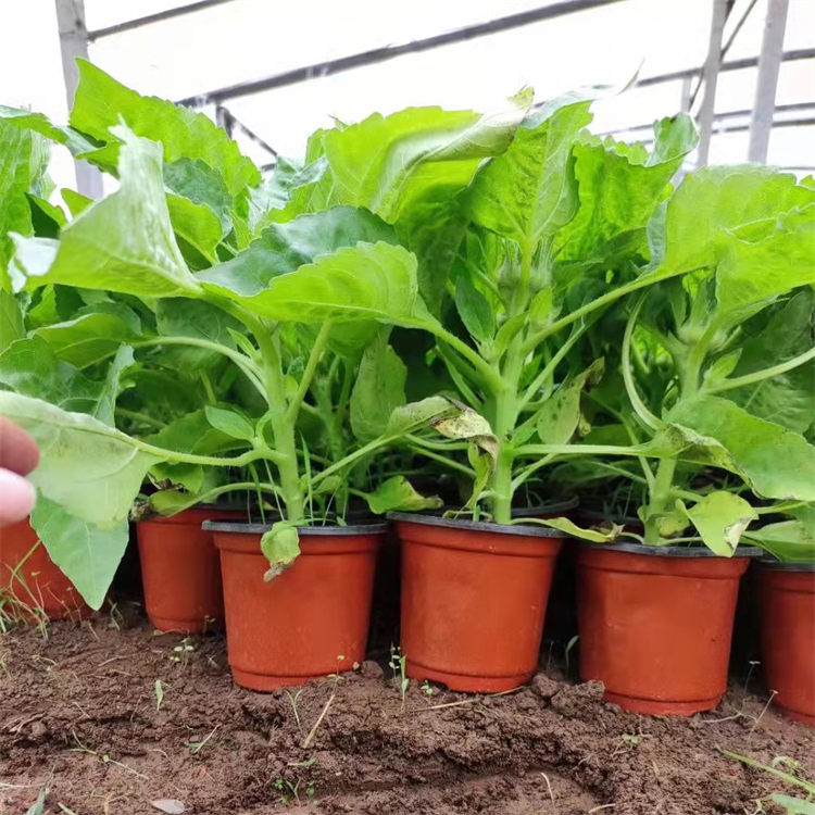 How do you plant herb seeds