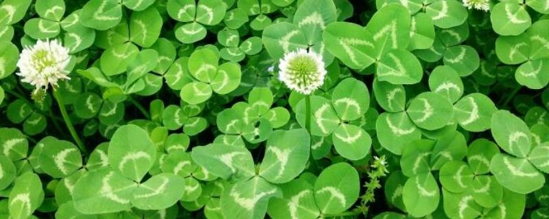 How do you plant herb seeds