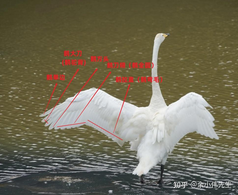 羽毛球推荐选购指南（2024年1月更新）