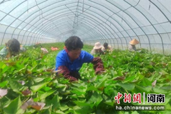 大棚红薯种植技术视频