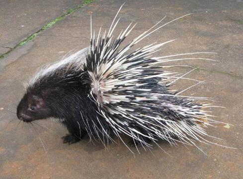 Submerging techniques