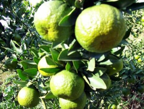 Submerging techniques