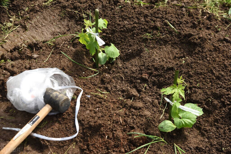 Methods of cultivation of bitter melons