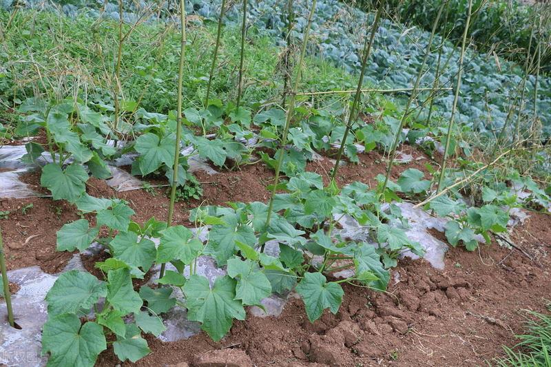 Methods of cultivation of bitter melons