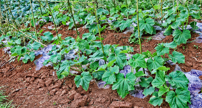 Methods of cultivation of bitter melons