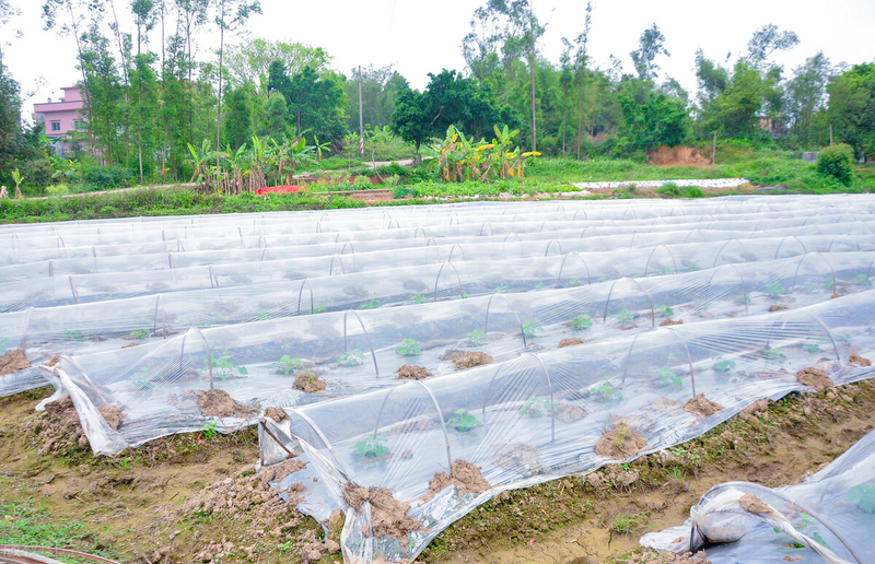 Methods of cultivation of bitter melons