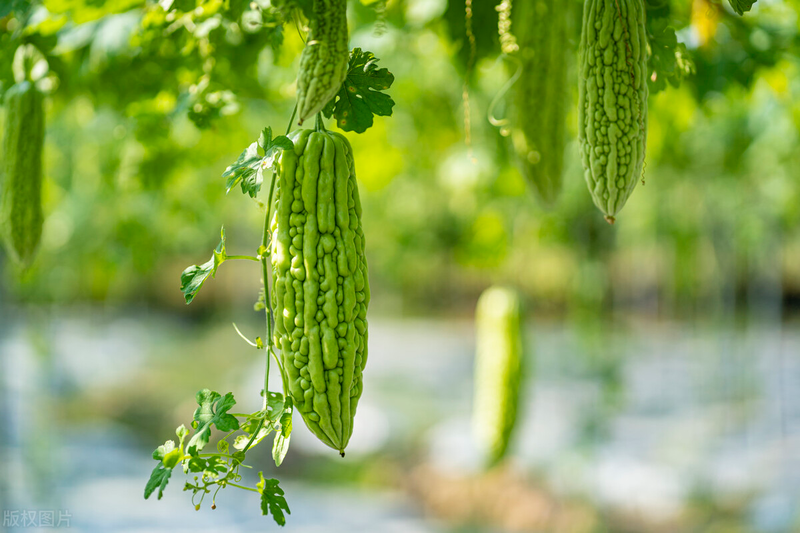 Methods of cultivation of bitter melons