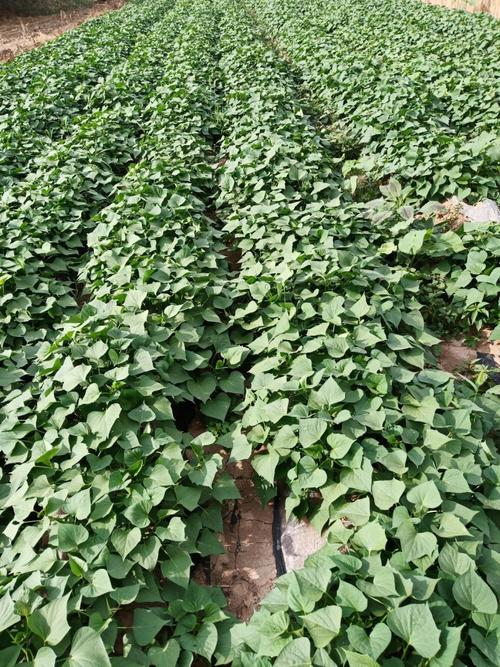 大棚红薯种植技术视频