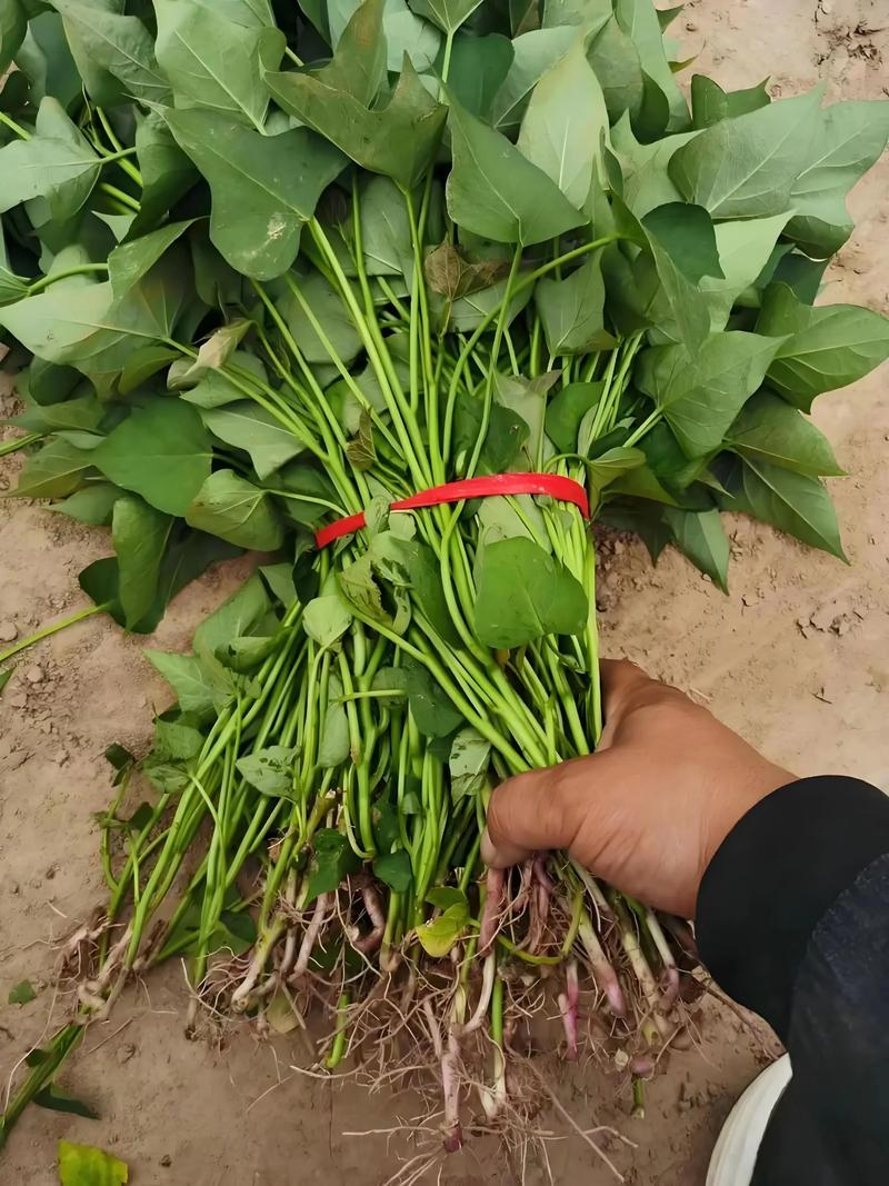 大棚红薯种植技术视频