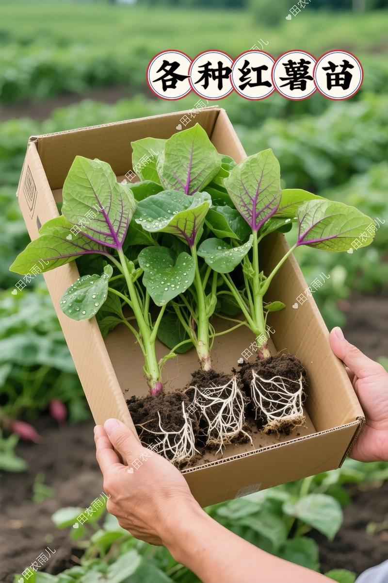 大棚红薯种植技术视频