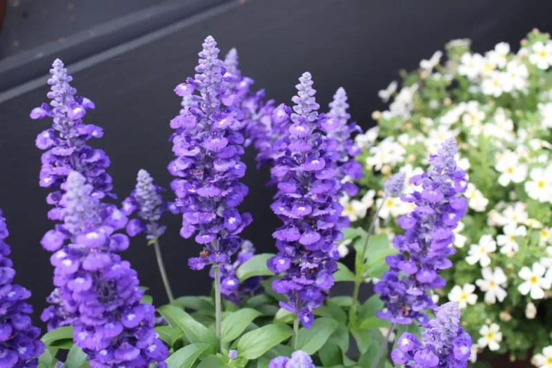 Mixing wolf tailings cultivation techniques