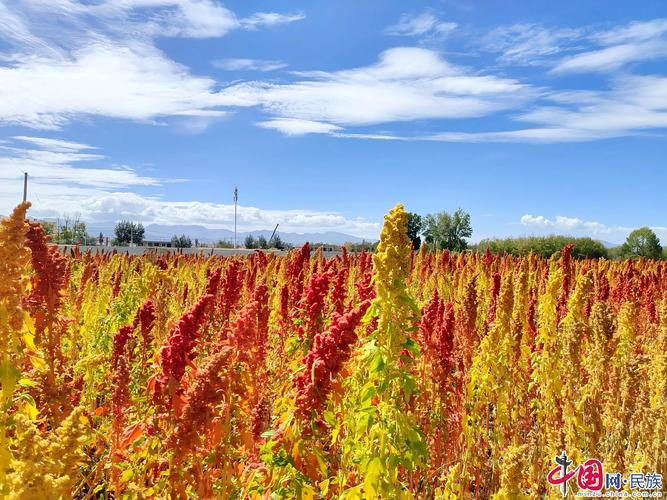 杂交狼尾草种植技术