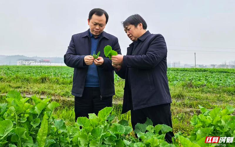 蔬菜种植技术视频