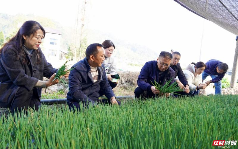 蔬菜种植技术视频