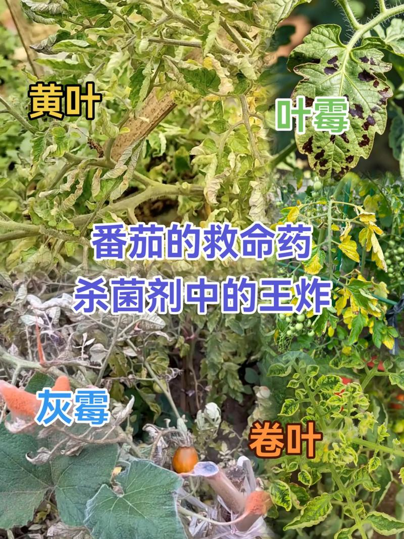 冬季番茄种植技术