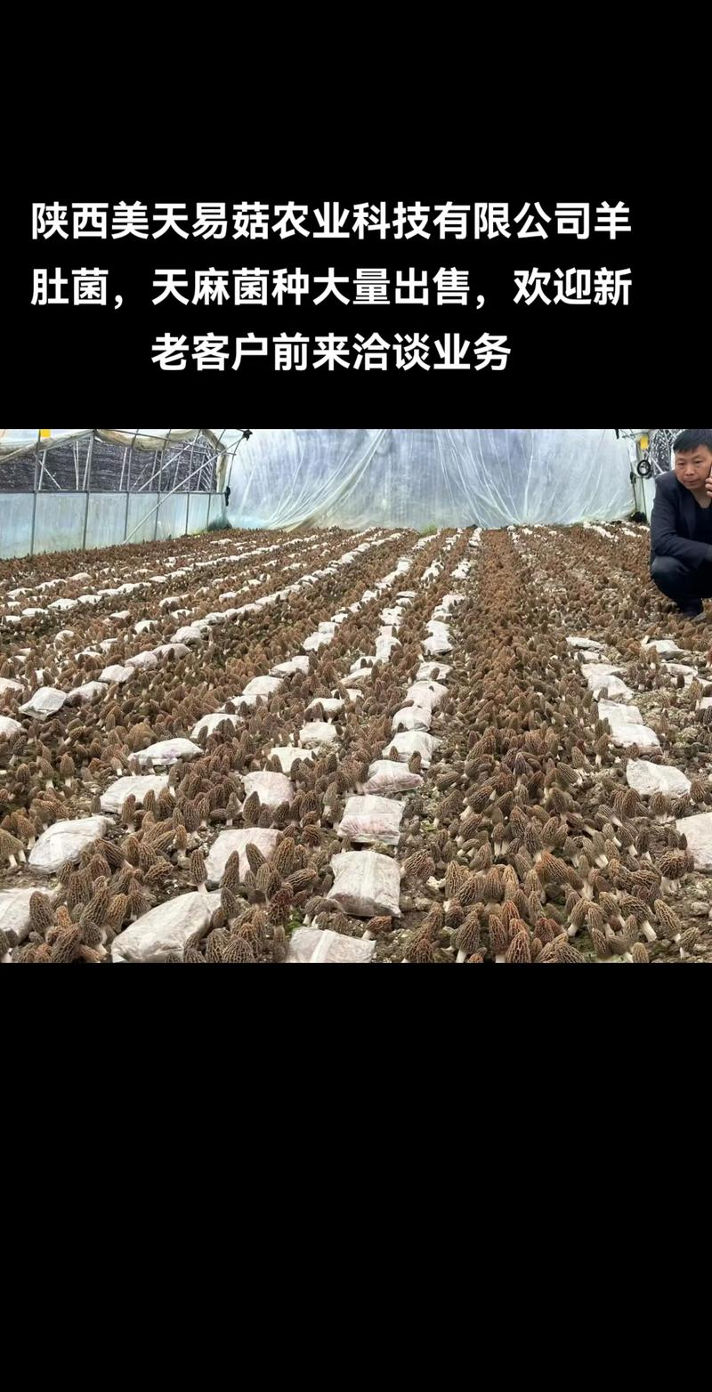 天麻的种植方法