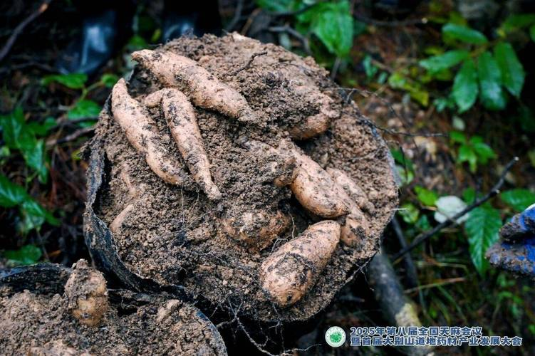 天麻的种植方法