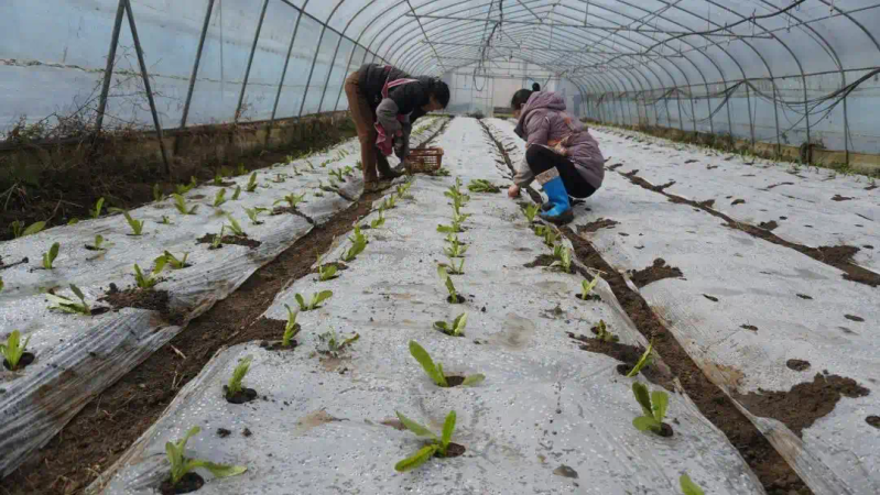 Plantation techniques
