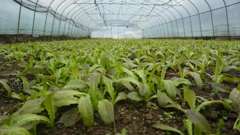 Plantation techniques
