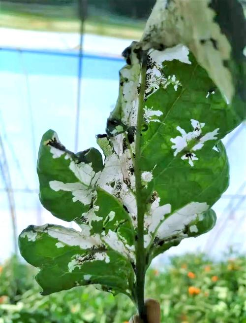 绿茄子种植技术