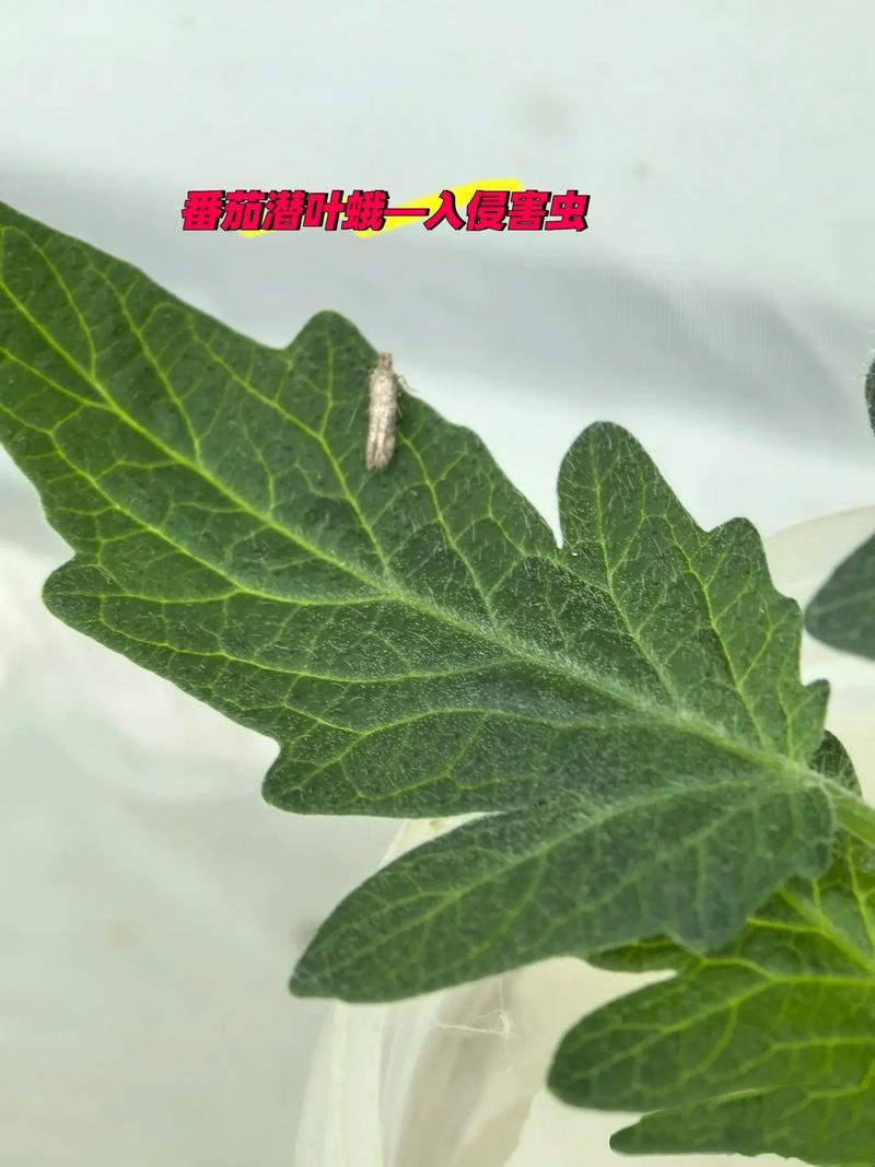 绿茄子种植技术