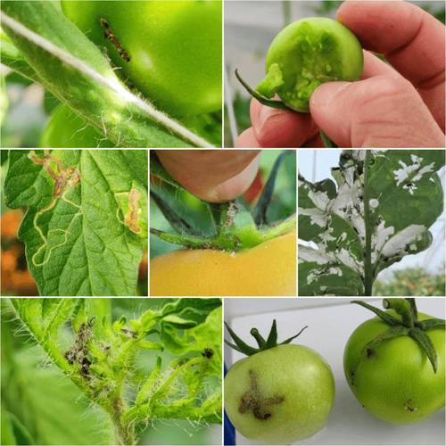 绿茄子种植技术