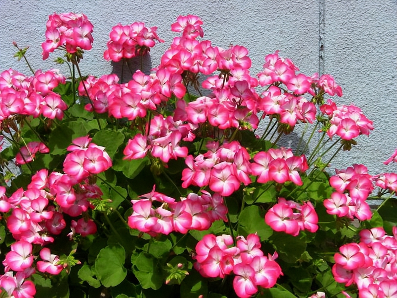 How do you grow flowers and spring rain