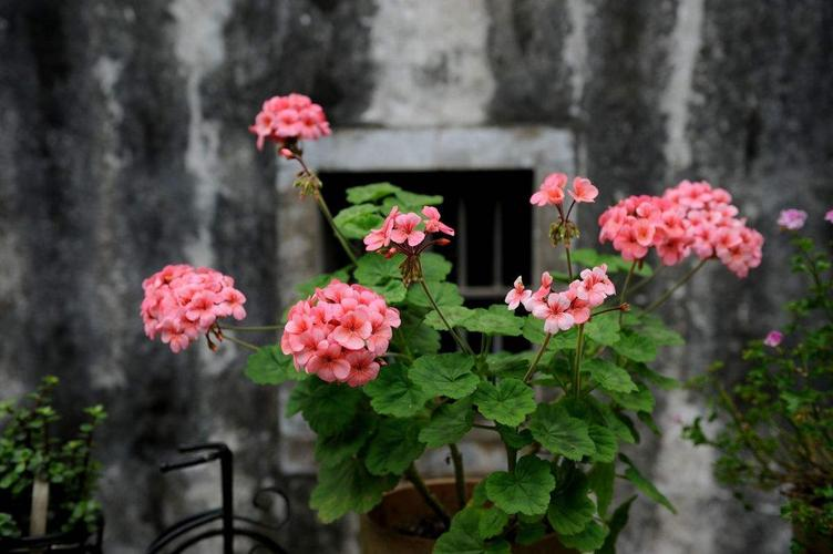 How do you grow flowers and spring rain