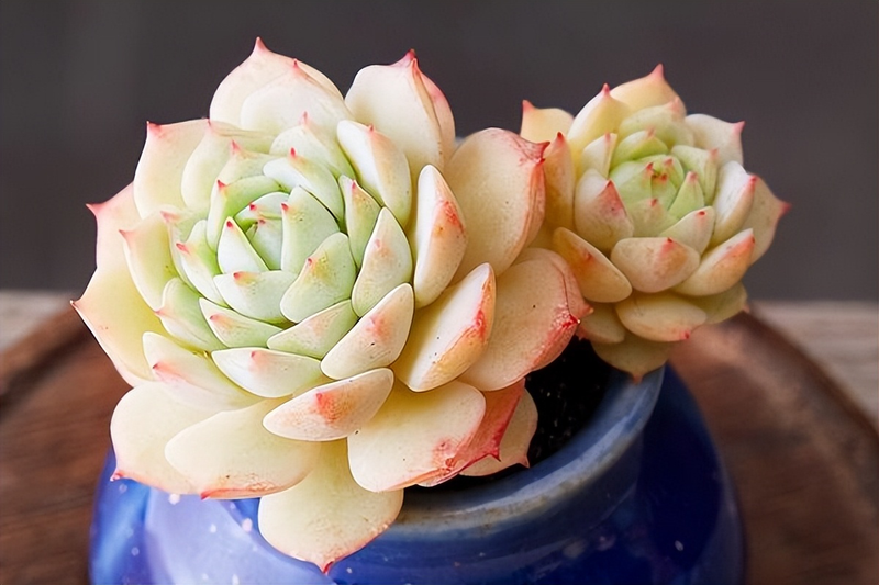 How do you grow flowers and spring rain