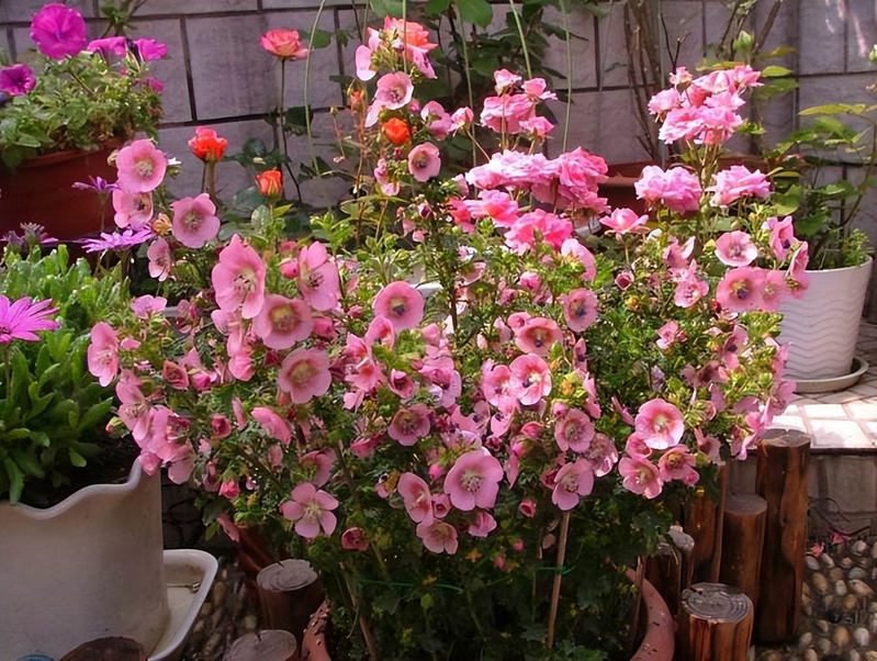 How do you grow flowers and spring rain