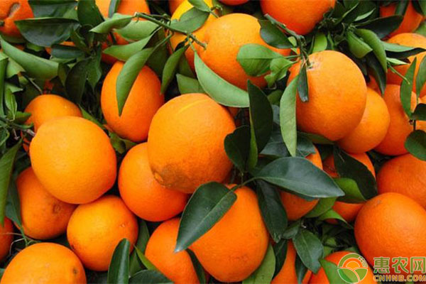 冰糖橙种植技术