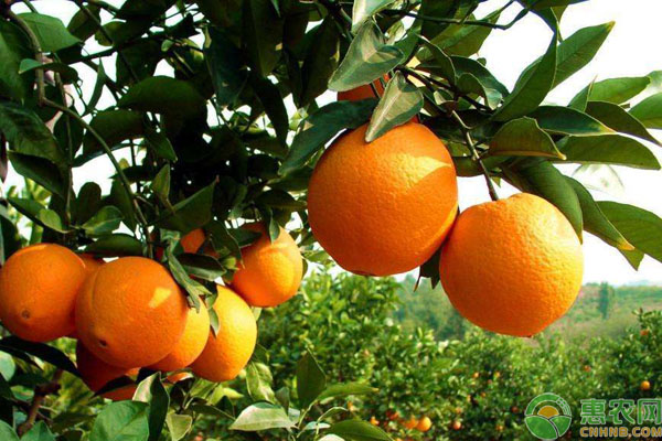 冰糖橙种植技术