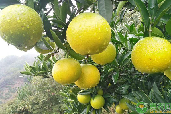 冰糖橙种植技术