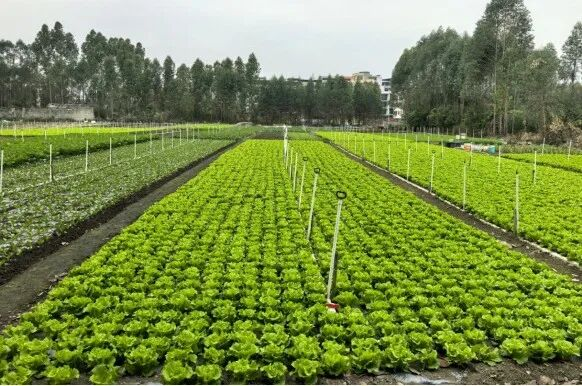 蔬菜种植技术视频