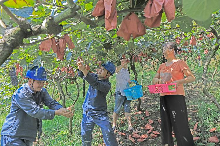 The monkey cultivation technique