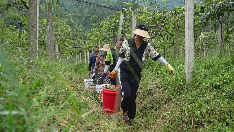 The monkey cultivation technique