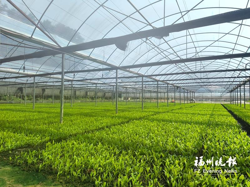 空心菜大棚种植技术