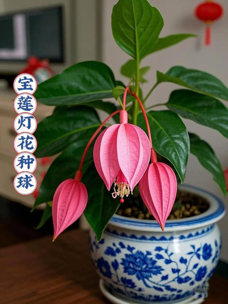花卉春雨怎么养殖方法