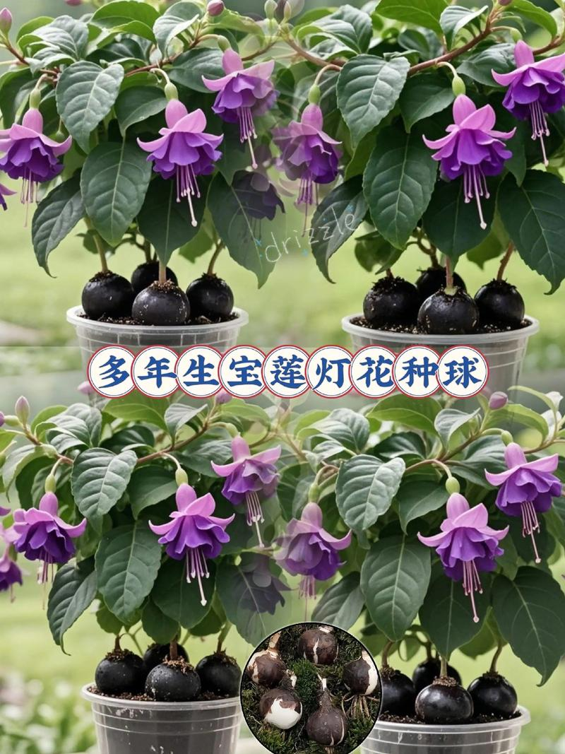花卉春雨怎么养殖方法