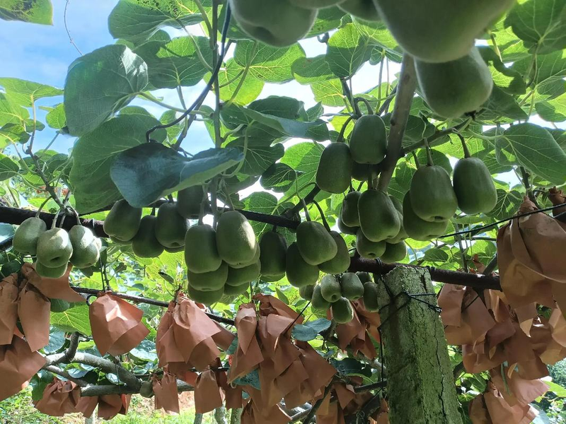 猕猴桃种植技术