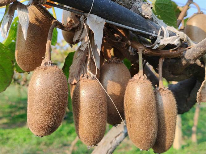 猕猴桃种植技术