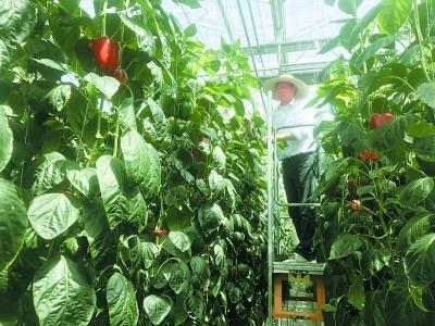 南方番茄种植技术