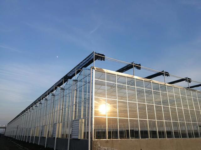 南方番茄种植技术