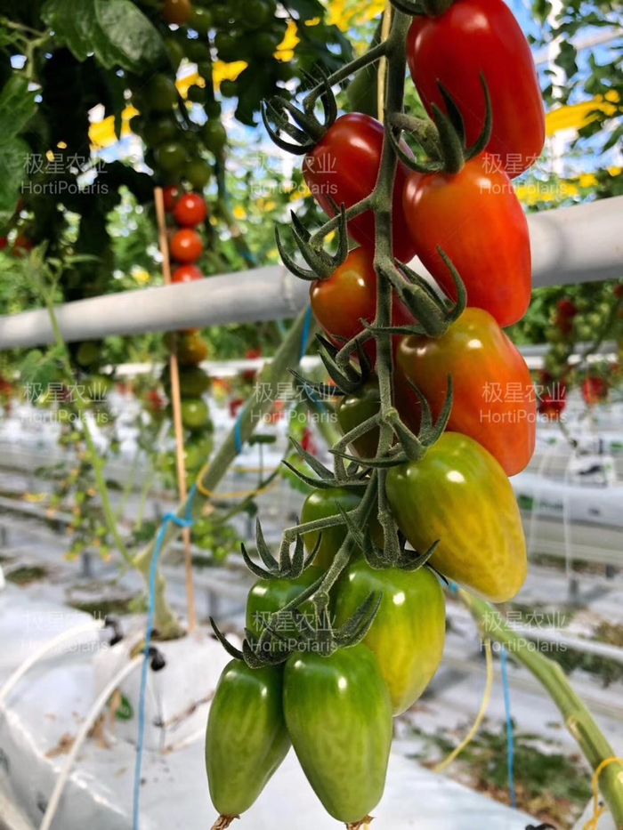 南方番茄种植技术