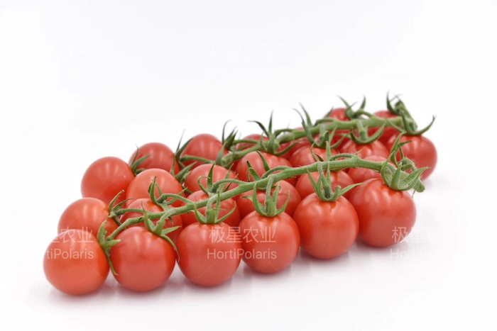 南方番茄种植技术