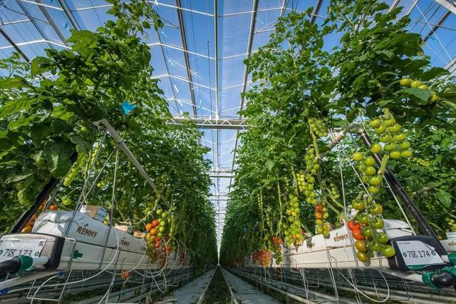 南方番茄种植技术